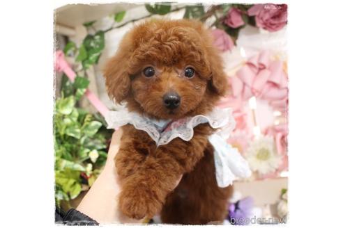 成約済の岡山県のタイニープードル-227867の2枚目