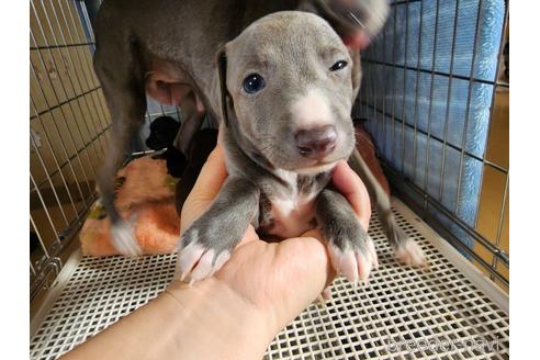 成約済の愛知県のイタリアングレーハウンド(イタグレ)-231240の6枚目