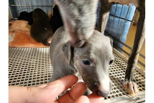 成約済の愛知県のイタリアングレーハウンド(イタグレ)-231240の4枚目