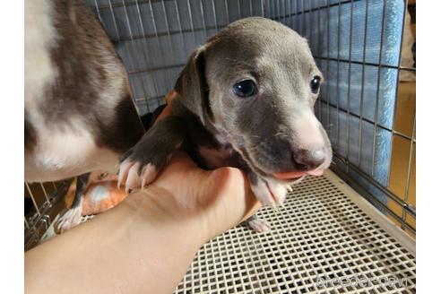 成約済の愛知県のイタリアングレーハウンド(イタグレ)-231240の2枚目