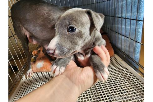 成約済の愛知県のイタリアングレーハウンド(イタグレ)-231240の1枚目