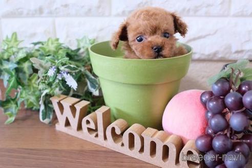 成約済の滋賀県のトイプードル-228475