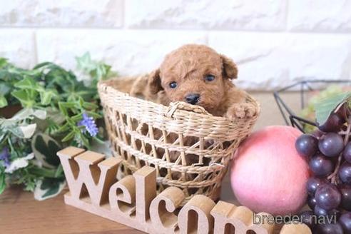 成約済の滋賀県のトイプードル-228475の3枚目