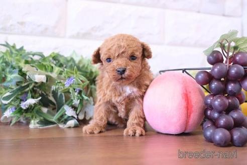 成約済の滋賀県のトイプードル-228475の2枚目