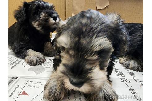 成約済の愛知県のミニチュアシュナウザー-231252の2枚目