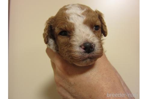 販売中の福岡県のミックス犬-229148