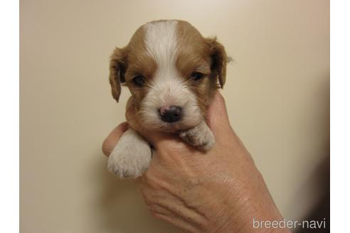 販売中の福岡県のミックス犬-227035