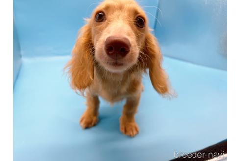 成約済の東京都のミニチュアダックスフンド(ロングヘアード)-217347の21枚目