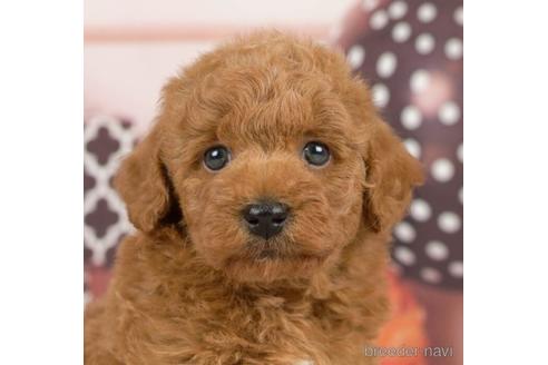 成約済の千葉県のトイプードル-231279の3枚目