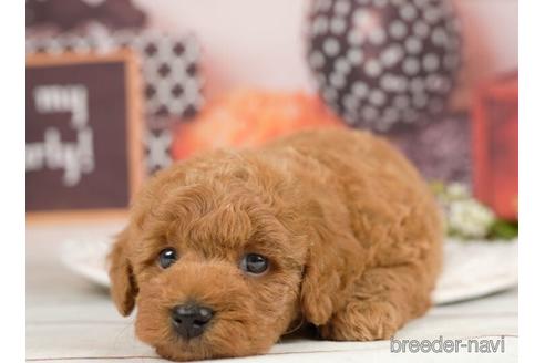 成約済の千葉県のトイプードル-231279の5枚目