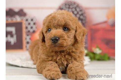 成約済の千葉県のトイプードル-231279の4枚目