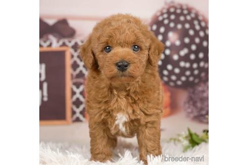 成約済の千葉県のトイプードル-231279の1枚目