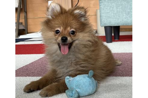 成約済の千葉県のポメラニアン-217849の6枚目