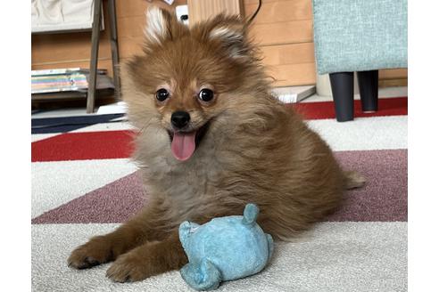 成約済の千葉県のポメラニアン-217849の5枚目