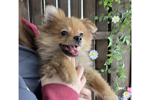 成約済の千葉県のポメラニアン-217849の4枚目