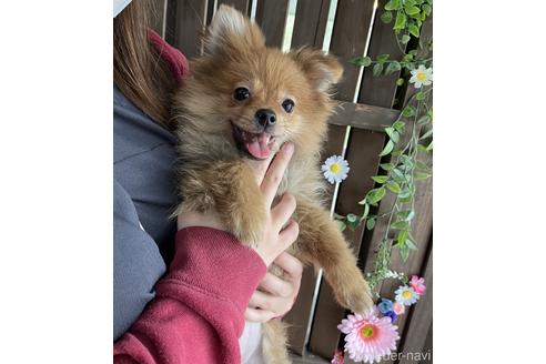 成約済の千葉県のポメラニアン-217849の3枚目