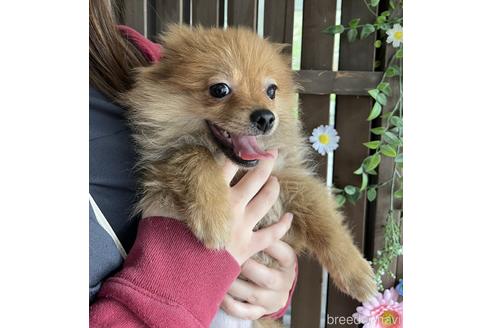 成約済の千葉県のポメラニアン-217849の2枚目