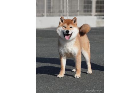 成約済の愛媛県の柴犬-222285の3枚目