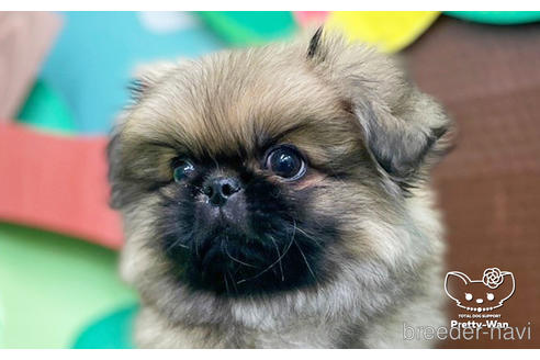 成約済の愛知県のペキニーズ-223725の2枚目