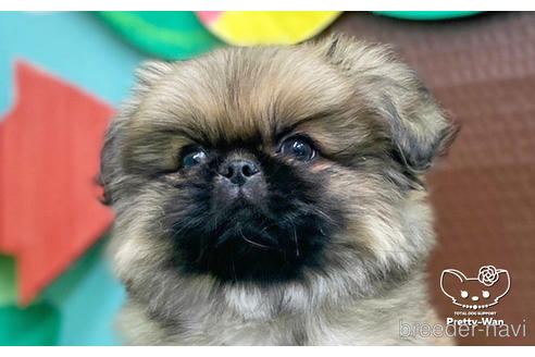 成約済の愛知県のペキニーズ-223725の1枚目