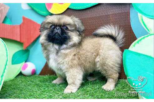 成約済の愛知県のペキニーズ-223725の3枚目