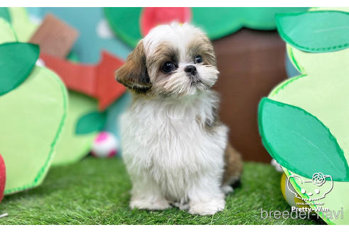 成約済の愛知県のシーズー-223719の2枚目