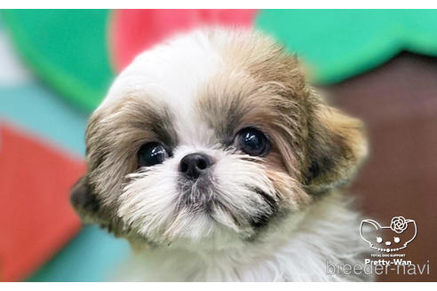 成約済の愛知県のシーズー-223719