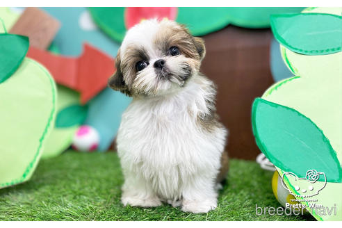 成約済の愛知県のシーズー-223719の3枚目