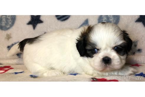 成約済の千葉県のシーズー-229931の4枚目