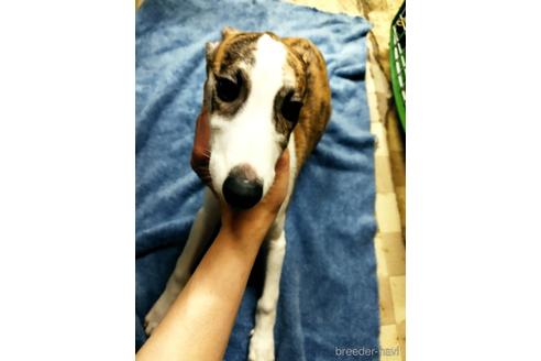 販売中の広島県のウィペット-231372