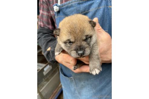販売中の広島県の柴犬-231381