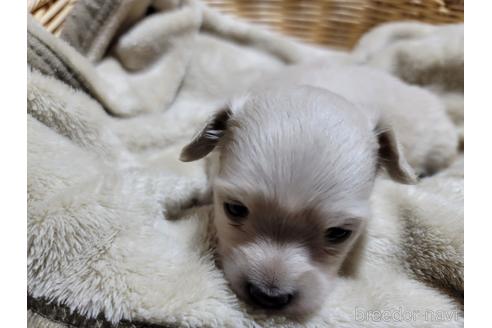 成約済の千葉県のミックス犬-230844の1枚目