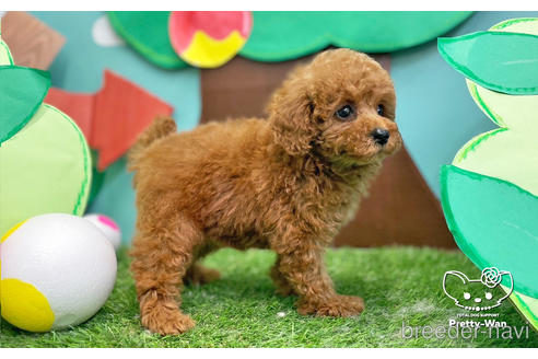 成約済の愛知県のタイニープードル-231383の6枚目