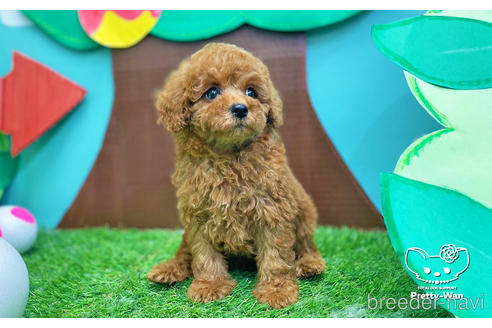 成約済の愛知県のタイニープードル-231383の8枚目