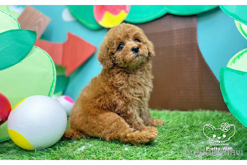成約済の愛知県のタイニープードル-231383の11枚目