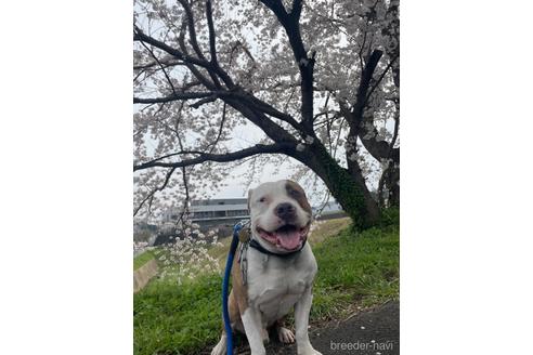 成約済の佐賀県のミックス犬-225621の3枚目