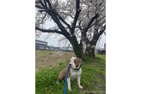 成約済の佐賀県のミックス犬-225621の2枚目