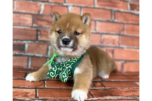 成約済の福岡県の豆柴-231386の3枚目