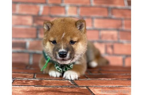 成約済の福岡県の豆柴-231386の4枚目