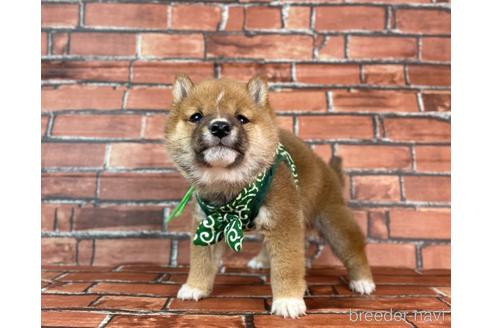 成約済の福岡県の豆柴-231386の5枚目