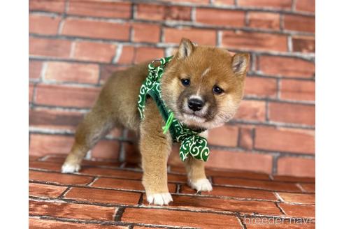 成約済の福岡県の豆柴-231386の6枚目