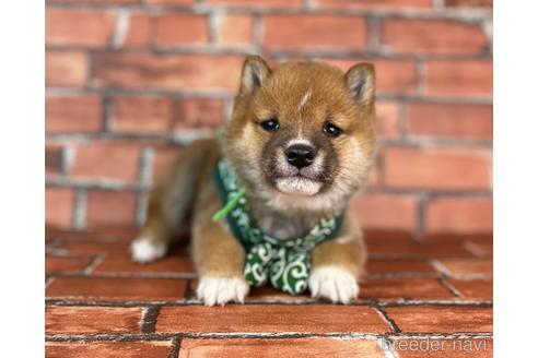 成約済の福岡県の豆柴-231386の7枚目