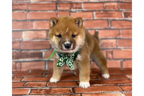 成約済の福岡県の豆柴-231386の2枚目