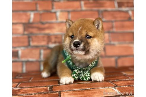 成約済の福岡県の豆柴-231386