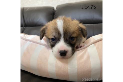 販売中の香川県のウェルシュコーギーペンブローク-229842