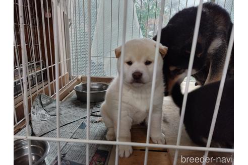 成約済の岡山県の柴犬-223879の1枚目