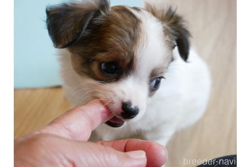 成約済の茨城県のミックス犬-225935の5枚目