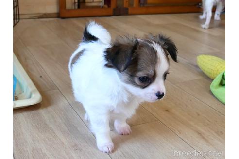 成約済の茨城県のミックス犬-225938の3枚目