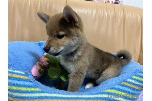 成約済の栃木県の柴犬-231416の2枚目