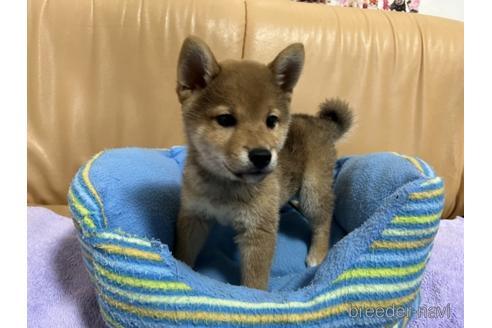 成約済の栃木県の柴犬-231416の1枚目